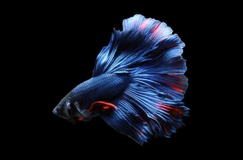 Betta fish, siamese fighting fish, betta splendens isolated on black background, Stock Photos