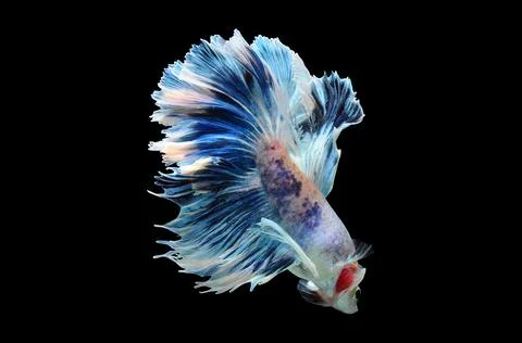 Betta fish, siamese fighting fish, betta splendens isolated on black background, Stock Photos