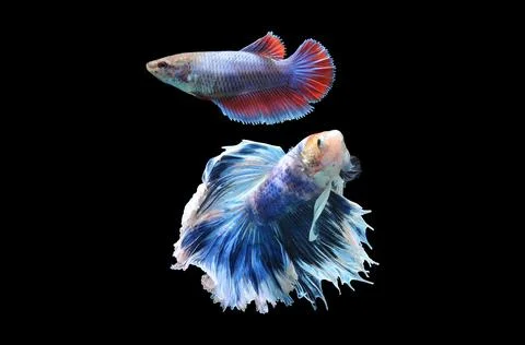 Betta fish, siamese fighting fish, betta splendens isolated on black background, Stock Photos