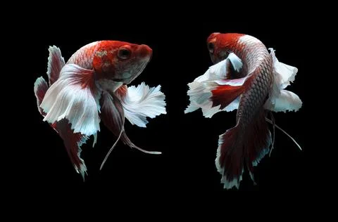 Betta fish, siamese fighting fish, betta splendens isolated on black background, Stock Photos