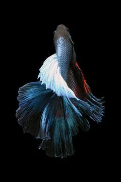 Betta fish, siamese fighting fish, betta splendens isolated on black background, Stock Photos