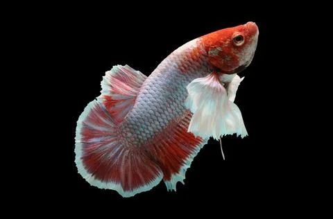 Betta fish, siamese fighting fish, betta splendens isolated on black background, Stock Photos