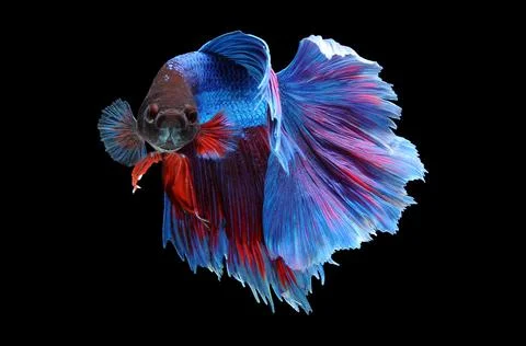 Betta fish, siamese fighting fish, betta splendens isolated on black background, Stock Photos
