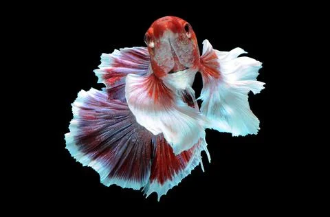 Betta fish, siamese fighting fish, betta splendens isolated on black background, Stock Photos
