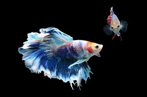 Betta fish, siamese fighting fish, betta splendens isolated on black background, Stock Photos