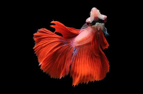 Betta fish, siamese fighting fish, betta splendens isolated on black background, Stock Photos