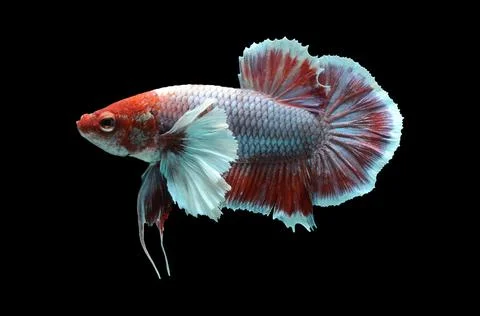 Betta fish, siamese fighting fish, betta splendens isolated on black background, Stock Photos