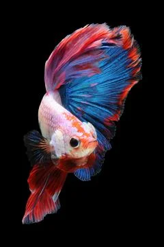 Betta fish, siamese fighting fish, betta splendens isolated on black background, Stock Photos