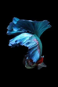 Betta fish, siamese fighting fish, betta splendens isolated on black background, Stock Photos