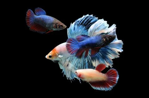 Betta fish, siamese fighting fish, betta splendens isolated on black background, Stock Photos