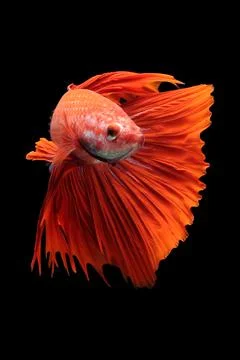 Betta fish, siamese fighting fish, betta splendens isolated on black background, Stock Photos