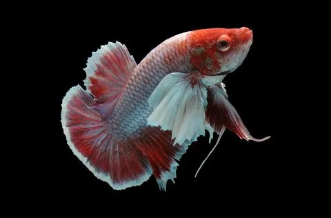 Betta fish, siamese fighting fish, betta splendens isolated on black background, Stock Photos