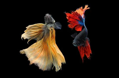 Betta fish, siamese fighting fish, betta splendens isolated on black background, Stock Photos