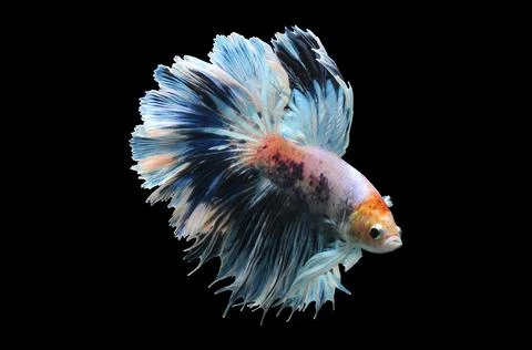 Betta fish, siamese fighting fish, betta splendens isolated on black background, Stock Photos