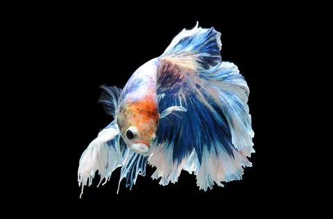 Betta fish, siamese fighting fish, betta splendens isolated on black background, Stock Photos