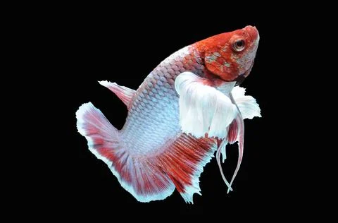 Betta fish, siamese fighting fish, betta splendens isolated on black background, Stock Photos