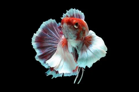 Betta fish, siamese fighting fish, betta splendens isolated on black background, Stock Photos