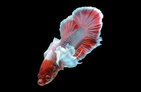 Betta fish, siamese fighting fish, betta splendens isolated on black background, Stock Photos
