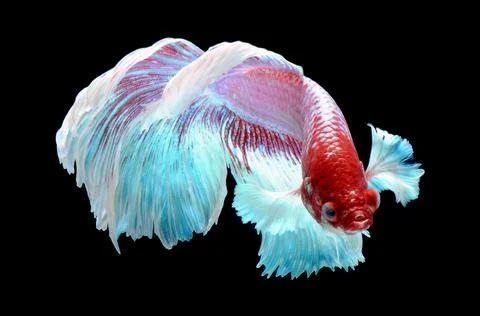 Betta fish, siamese fighting fish, betta splendens isolated on black background, Stock Photos