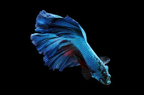 Betta fish, siamese fighting fish, betta splendens isolated on black background, Stock Photos