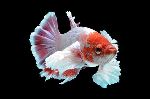 Betta fish, siamese fighting fish, betta splendens isolated on black background, Stock Photos