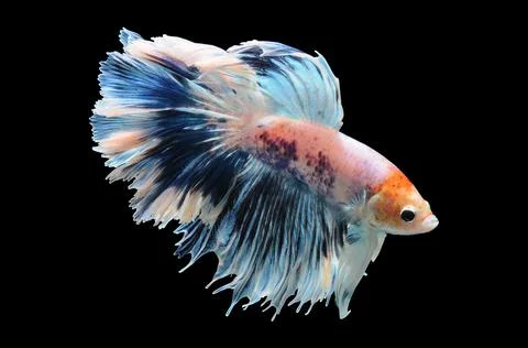 Betta fish, siamese fighting fish, betta splendens isolated on black background, Stock Photos