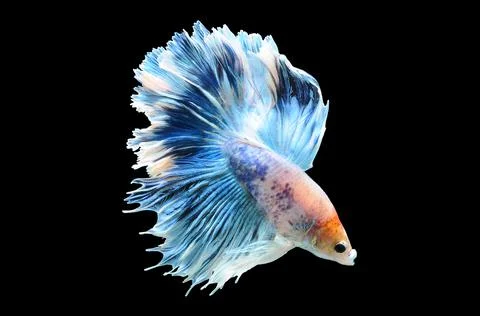 Betta fish, siamese fighting fish, betta splendens isolated on black background, Stock Photos