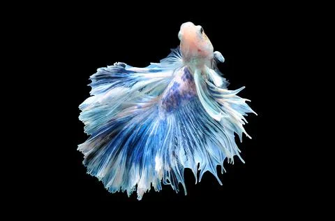 Betta fish, siamese fighting fish, betta splendens isolated on black background, Stock Photos