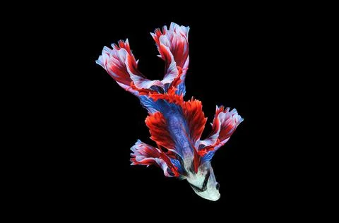 Betta fish, siamese fighting fish, betta splendens isolated on black background, Stock Photos