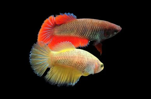 Betta fish, siamese fighting fish, betta splendens isolated on black background, Stock Photos