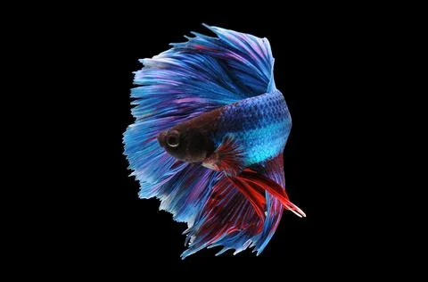 Betta fish, siamese fighting fish, betta splendens isolated on black background, Stock Photos
