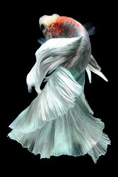 Betta fish, siamese fighting fish, betta splendens isolated on black background, Stock Photos