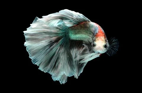 Betta fish, siamese fighting fish, betta splendens isolated on black background, Stock Photos
