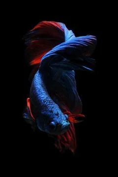 Betta fish, siamese fighting fish, betta splendens isolated on black background, Stock Photos