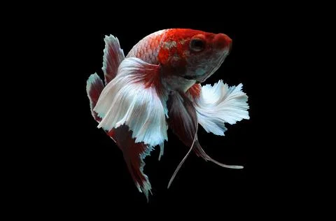 Betta fish, siamese fighting fish, betta splendens isolated on black background, Stock Photos