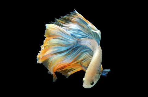 Betta fish, siamese fighting fish, betta splendens isolated on black background, Stock Photos