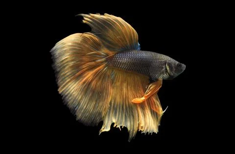 Betta fish, siamese fighting fish, betta splendens isolated on black background, Stock Photos