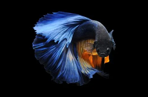 Betta fish, siamese fighting fish, betta splendens isolated on black background, Stock Photos