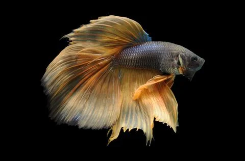 Betta fish, siamese fighting fish, betta splendens isolated on black background, Stock Photos