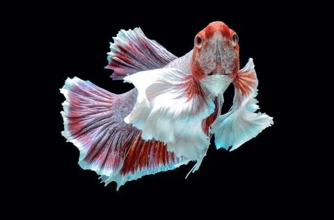 Betta fish, siamese fighting fish, betta splendens isolated on black background, Stock Photos