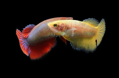 Betta fish, siamese fighting fish, betta splendens isolated on black background, Stock Photos