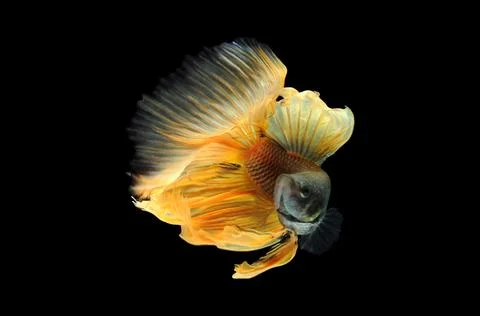 Betta fish, siamese fighting fish, betta splendens isolated on black background, Stock Photos
