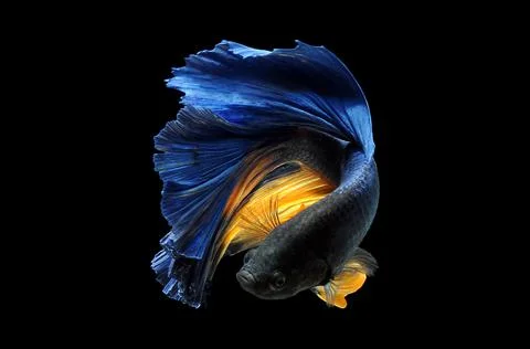 Betta fish, siamese fighting fish, betta splendens isolated on black background, Stock Photos