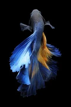 Betta fish, siamese fighting fish, betta splendens isolated on black background, Stock Photos