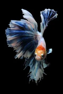 Betta fish, siamese fighting fish, betta splendens isolated on black background, Stock Photos