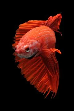 Betta fish, siamese fighting fish, betta splendens isolated on black background, Stock Photos