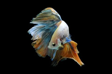 Betta fish, siamese fighting fish, betta splendens isolated on black background, Stock Photos