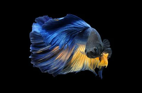 Betta fish, siamese fighting fish, betta splendens isolated on black background, Stock Photos