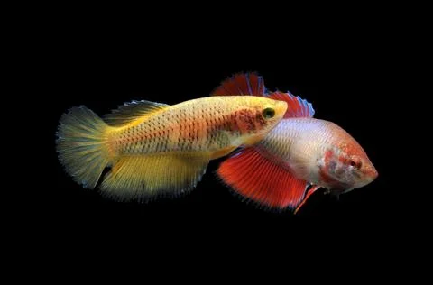 Betta fish, siamese fighting fish, betta splendens isolated on black background, Stock Photos