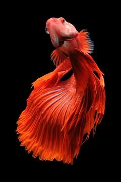 Betta fish, siamese fighting fish, betta splendens isolated on black background, Stock Photos